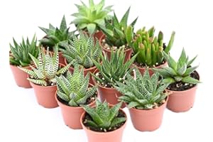 DECOALIVE Plantas Suculentas Naturales Tipo Haworthia y Aloe Pack de Plantas Crasas para Exterior e Interior (5)