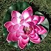 Produktbild Wasserlilie Schwimmend Lotusblüte Lotusblume Seerose 22 cm groß künstliche Blumen sehr original wie echt Deko Teichrose (Dunkel Rosa)