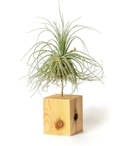 Tillandsia Ionantha Rubra Luftpflanze Mit Halterung – Schwarz