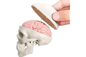 EVOTECH SCIENTIFIC Último modelo de cráneo humano en miniatura, 3 piezas con cerebro humano de 2 piezas, cráneo de media vida con cerebro, cabeza humana con cerebro para aprender, pantalla educativa