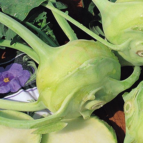 Kohl Rabi plants 'Quick Star' 6 X MINI plug plants