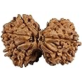 SHIVOHAM Gauri Shankar Rudraksha (Lab Certified) Origin - Nepal/Good Shape & Matured Bead (22-25mm Size)
