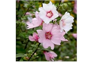 GrowOn Shrubs Tree Mallow Lavatera x Clementii 'Barnsley' | Evergreen Shrub | Outdoor Garden Ready Plant | Summer Flowering | Light Pink, White Flowers