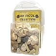 Prehistoric Fossil Collection