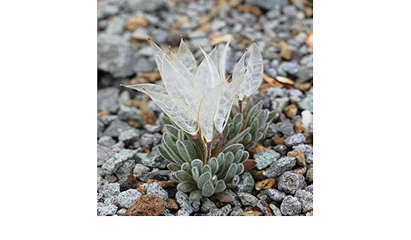 150pcs Daggerpod Seeds Garden Succulent Plants Potting Amazon Co Uk Garden Outdoors