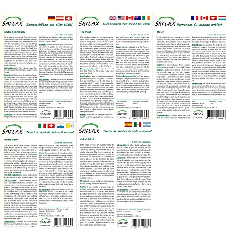 SAFLAX – Echter Teestrauch – 6 Samen – Mit Substrat – Camelia sinensis - 4