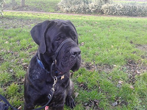 DOGMATIC-LEATHER-HEADCOLLAR-BLACK-SIZE-6