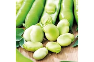 Bolly Bulbs® - Aquadulce Claudia - Autumn or Spring Planting Broad Beans - (35 Seeds)