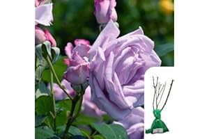 HARRINGTONS ROSES 1 x Rosa Blue Moon Hybrid Tea Rose - Award-Winning Fragrant Lilac Blooms, 75-100cm, Bare Root, Long-Lasting Garden Rose, Perfect for Borders & Containers