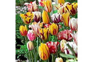 FLORIANA-BULBOSE Bulbi da Fiore (15 X Tulipani REMBRANDT in MISCUGLIO)