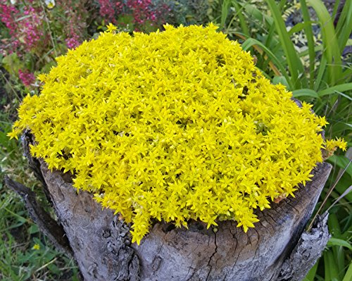 Mauerpfeffer (Sedum acre) gelb