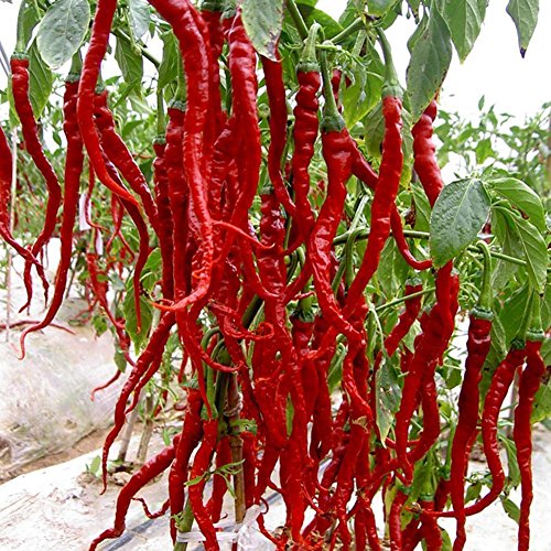 Preisvergleich Produktbild AGROBITS 200see Repicy Cli Pfeffer 200 Meere Lange guindilla, UK