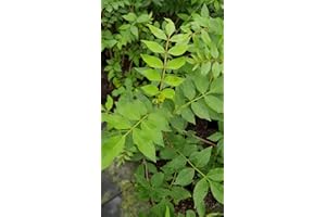 Zanthoxylum armatum/Poivrier de Timut/Conteneur de 2 à 2.9 litres/Baliveau
