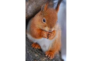 BENAID DIY 5D Diamant Malerei Full Kit Waldtier Eichhörnchen Voll Crystal Strasssteine Diamond painting Erwachsene Kinder Kreuzstich Stickerei Mosaik Leinwand Arts Craft für Home Wand Decor geschenk 30x40cm