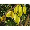 Creative Farmer Live Plant Star Fruit -Kamrak Carambola Hybrid Tree Dwarf Variety Great Taste Ornamental Fruit/Birambi/Carambola (1 Healthy Live Fruit Plant)