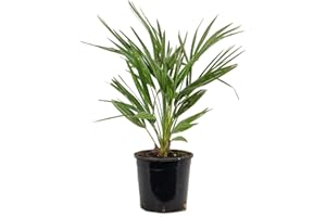 BLOOMIQUE Chamaerops Humilis - Palmera enana verde en maceta, diámetro: 19 cm, longitud: 55-65 cm