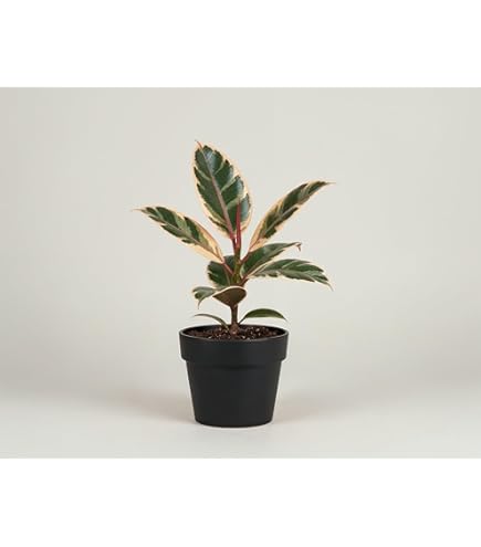 Baby Gummipflanze Ficus Tineke Kleine bunte Zimmerpflanze im 6cm Topf :  Amazon.de: Garten
