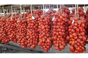 GENERICO piantine da orto pomodori melanzane peperoni (pom.piennolo 10 piante)