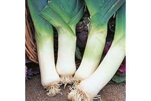 SVI Kings - Graines de poireau géant d'hiver - 500 graines