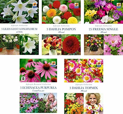 BUMPER PACK of 5 SUMMER FLOWERING Garden BULBS - Freesia, Lily, Dahlia