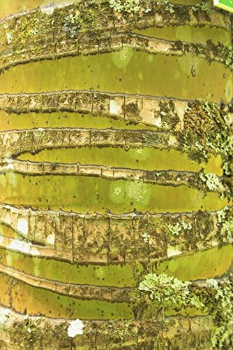Brandon Tabiolo / Design Pics – Hawaii Oahu Close-Up Of Coconut Palm Tree Bark Texture. Photo Print (55.88 x 86.36 cm)