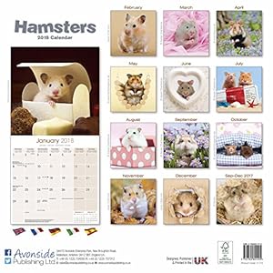 Hamsters - Hamster 2018: Original Avonside-Kalender (Square)