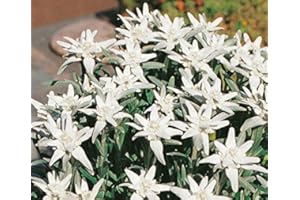 SOUTH EASTERN HORTICULTURAL Pack x6 Edelweiss Leonopodium Alpinum Perennial Alpine Plug Plants