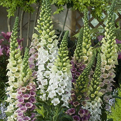 Kings Seeds - Foxglove Candy Mountains Mixed - 50 Seeds