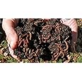 Upjau Kechua Khad | Vermicompost Organic Fertilizer for Plants | Earthworm Manure for All Plants, Home & Terrace Gardening | Enriched Soil with Micro and Macro Nutrients | 100% Natural Khad (10 Kg)
