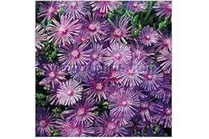 PLANTGENESIS Delosperma cooperi 'Table Mountain' / Cooper's Ice Plant/Hardy Evergreen/Seeds