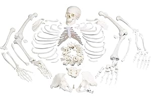 3B Scientific A05/1 Esqueleto Completo, Desarticulado con Cráneo, 3 Piezas - 3B Smart Anatomy
