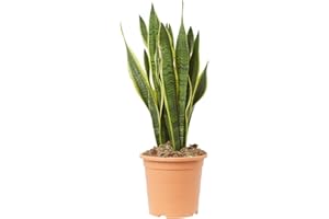 Verdecora Sansevieria (Lengua de Suegra Variegada) en maceta Ø15 cm | Planta de Interior Resistente y Purificadora | Ideal para Dormitorios, Oficinas y Salones | Altura total aprox. 30cm