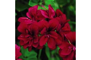 THOMPSON & MORGAN Geranium 'Tommy', Trailing Pelargonium, Rosebud Geranium, 5 x Jumbo Plug Plants by Thompson and Morgan (5)