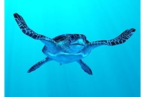 EDITION COLIBRI Lentikular carte avec image en hologramme nr.10213/wackelkarte flip (tortues) : tortue sous l'eau