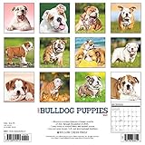 Image de Just Bulldog Puppies 2017 Calendar