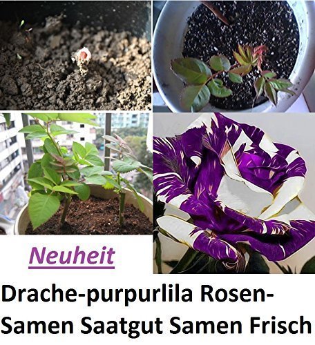 15x Drachen purpurlila Rosen Samen Saatgut Blumensamen Saatgut Blumen Pflanze Anleitung für die Rosen Samen #312