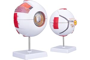 LVCHEN Menschliches Augenmodell Anatomie – Anatomisches Augapfel-Modell 6X vergrößert mit abnehmbaren 7 Teilen für Wissenschaft, Medizin, Klassenzimme
