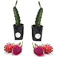 AGRO ALIVE Dragon Fruit Plant 2 RED Variety 6 to 9 inches Live Rooted Plant in Grow Bags.