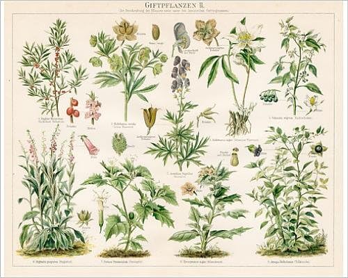 Media Storehouse 10x8 Print of Poison plants lithograph 1895 (13610313)