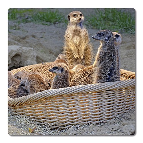 Addies Glas-Untersetzer 6-tlg.Set bedruckt Motiv „ERDMÄNNCHEN“ Komplett-Set in hochwertiger Klarsicht-Geschenkbox und Korkrückseite, Tier-Motiv - 7