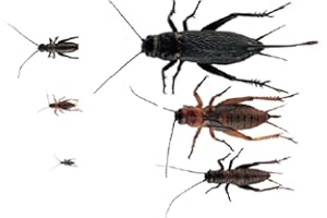 The Mealworm Company LIVEFOODS DIRECT MCBH1TUB Black Crickets Adults HATCH2-4mm MAXI PACK of 1000