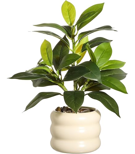 Groene Bladplant Van Kalathea Picturata Met Stam Geïsoleerd Op Het Snijpad De Witte Achtergrond Bladfabriek Calathea Sluiten Die Image227922953