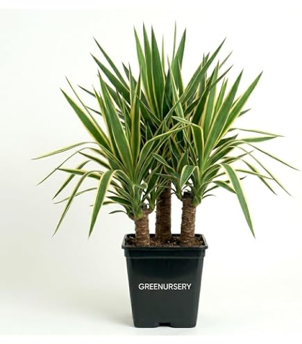 Yucca elephantipes Yucca Plant : Amazon.in: Garden & Outdoors