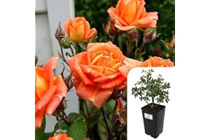 HARRINGTONS ROSES Remember Me Hybrid Tea Rose – Fragrant Orange Blooms, RHS Award Winner, Potted 3L Plant – Stunning Garden & Patio Rose for Year-Round Beauty