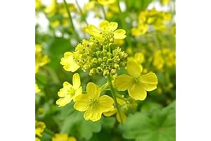 500 Semi di Senape Bianca - SemiSauvage Permaculture