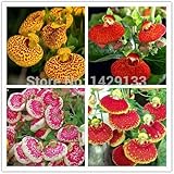HOO Products - Ballerina Orchid Calceolaria Skgs Flower Seeds 200pcs for Home Gardening Bonsai Flower Seeds Semillas de Flores Wallet Flower Hot Sale!