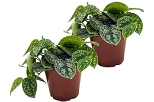 UNSERE-GAERTNEREI-MUELLER Efeutute, Scindapsus, (Epipremnum aureum) Sorte: Pictus, gepunktetes weiss-buntes Blattwerk, rankend, Ampelpflanze, luftreinigend (2er Set je im 12cm Topf)