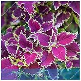 Zlking 100 unids flor de perilla bonsai plantas para jardÃ­n de flores raras perennes flor: 5