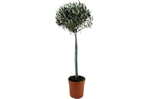 Plant in a Box - Olivo - Olea europaea - Altura 155-170cm - ⌀19cm