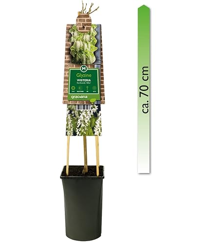 toom bogenhanf Sansevieria Laurentii (Bogenhanf) | 70 cm main image 1
